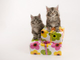 Maine Coon