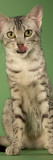 Egyptian Mau