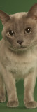 Tonkinese