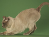 Tonkinese