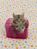 Maine Coon