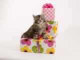 Maine Coon