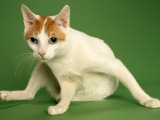 Japanese Bobtail