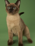 Tonkinese