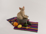 Selkirk Rex