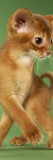 Abyssinian