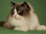 Ragdoll