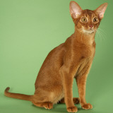 Abyssinian