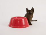 Sable Burmese
