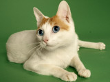 Japanese Bobtail
