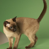 Tonkinese