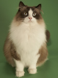 Ragdoll