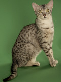 Egyptian Mau