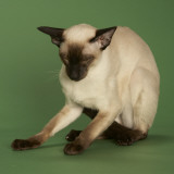 Siamese