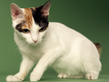 Japanese Bobtail