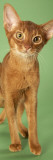 Abyssinian