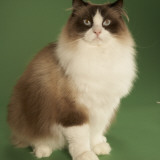 Ragdoll