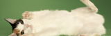 Japanese Bobtail