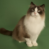 Ragdoll