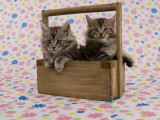 Maine Coon