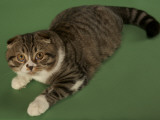 Scottish Fold