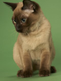 Tonkinese