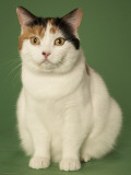 Manx