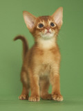 Abyssinian