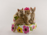 Selkirk Rex