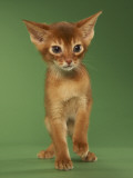 Abyssinian