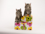 Maine Coon