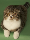 Scottish Fold