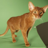 Abyssinian