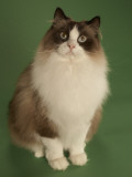 Ragdoll