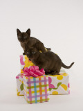 Sable Burmese