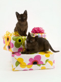 Sable Burmese