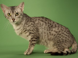 Egyptian Mau