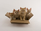 Selkirk Rex