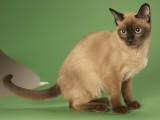 Tonkinese