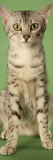 Egyptian Mau