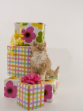 Selkirk Rex