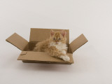 Selkirk Rex