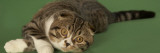 Scottish Fold