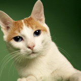 Japanese Bobtail