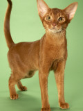 Abyssinian