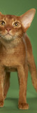 Abyssinian