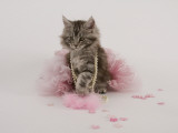 Maine Coon
