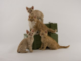 Selkirk Rex