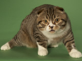 Scottish Fold