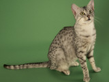 Egyptian Mau